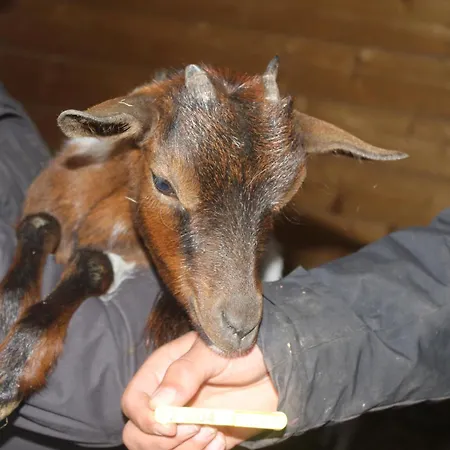 Le P'tit Fermier Feriehus